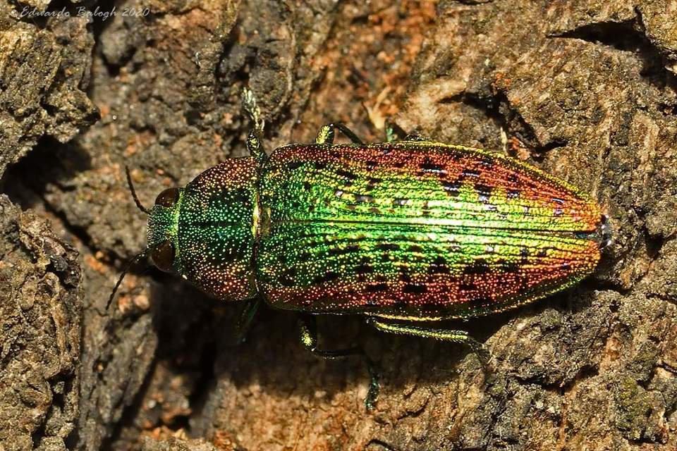 Lamprodila rutilans - hársfa-tarkadíszbogár Lamprodila rutilans - hársfa-tarkadíszbogár