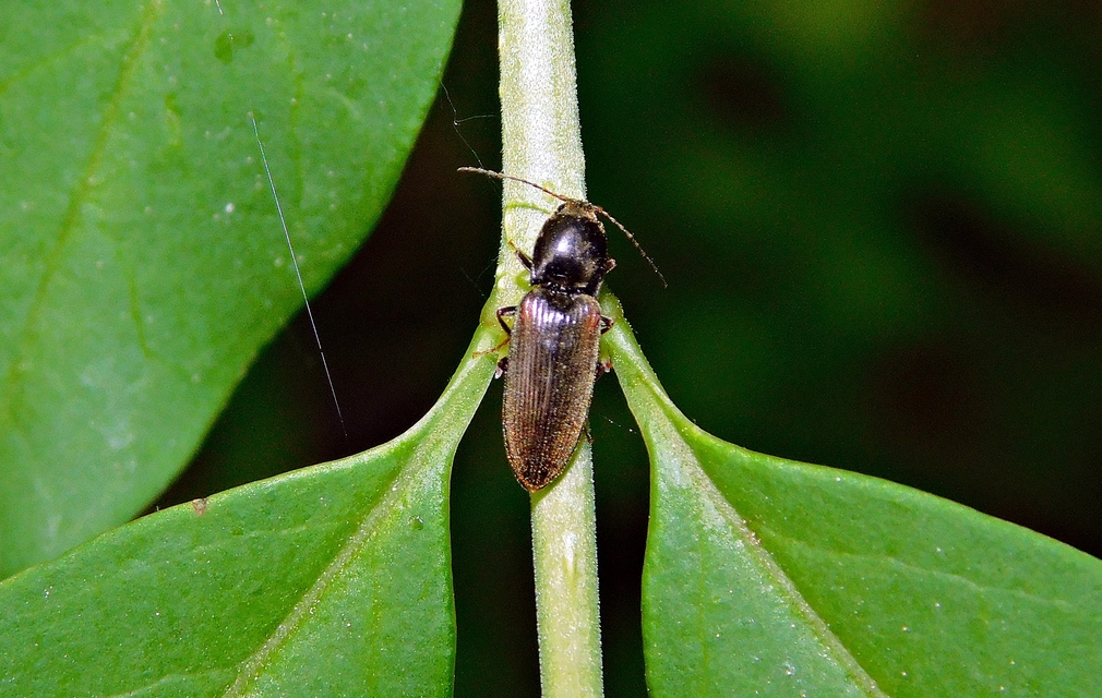 Dicronychus testaceus