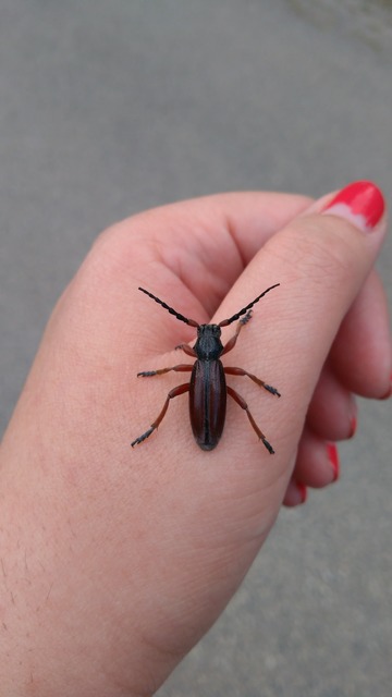 Dorcadion fulvum - barna gyalogcincér