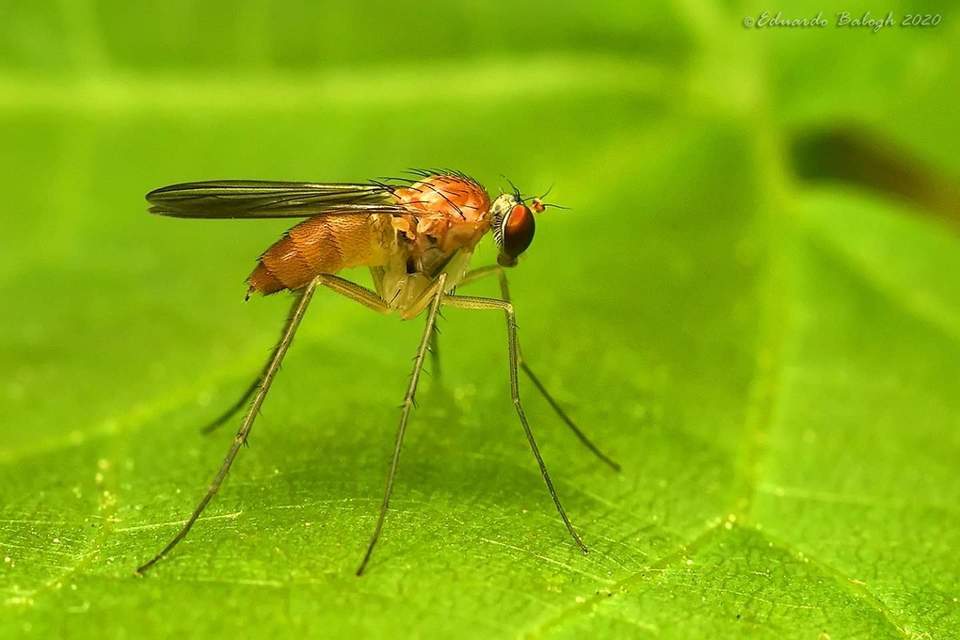 Dolichopodidae - szúnyoglábú legyek