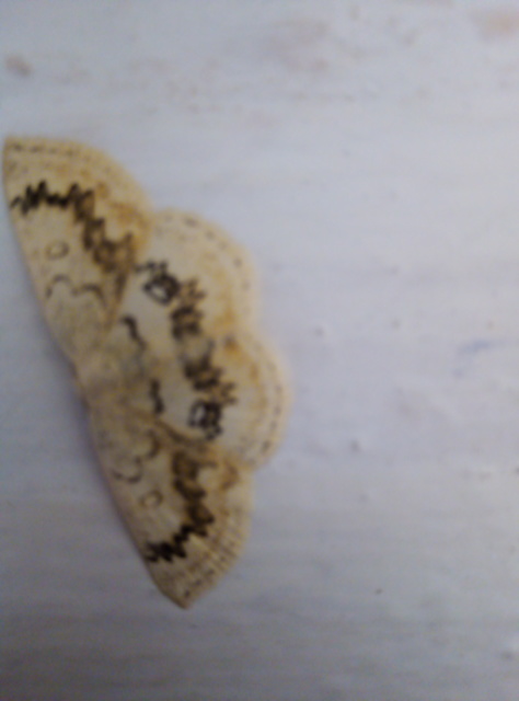 Cyclophora annularia - gyűrűs pettyesaraszoló