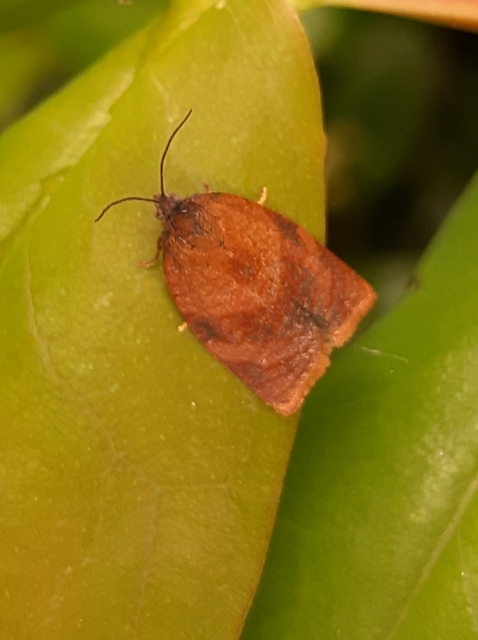 Cacoecimorpha pronubana - szegfű-sodrómoly