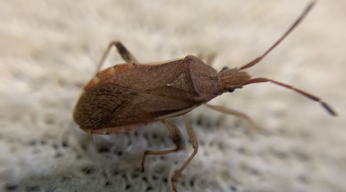 Ceraleptus lividus
