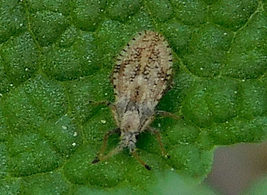 Lasiacantha Lasiacantha