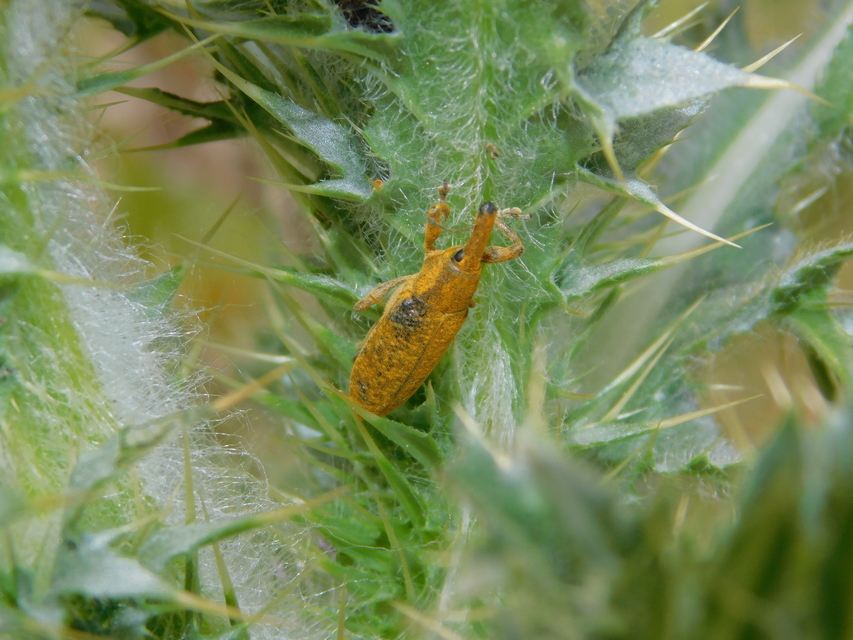 Lixus pulverulentus - mályvafúró dudvabarkó