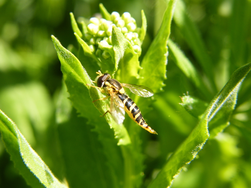 Sphaerophoria