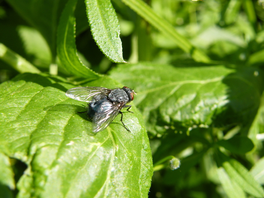 Calliphora