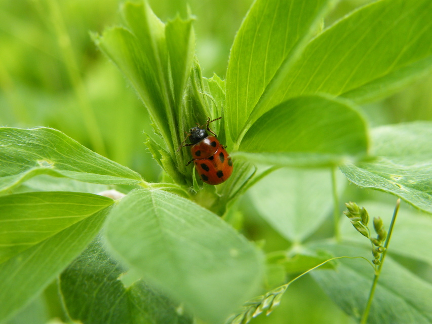 Gonioctena fornicata - közönséges lucernabogár