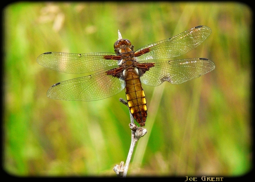 Libellula depressa - széles laposacsa