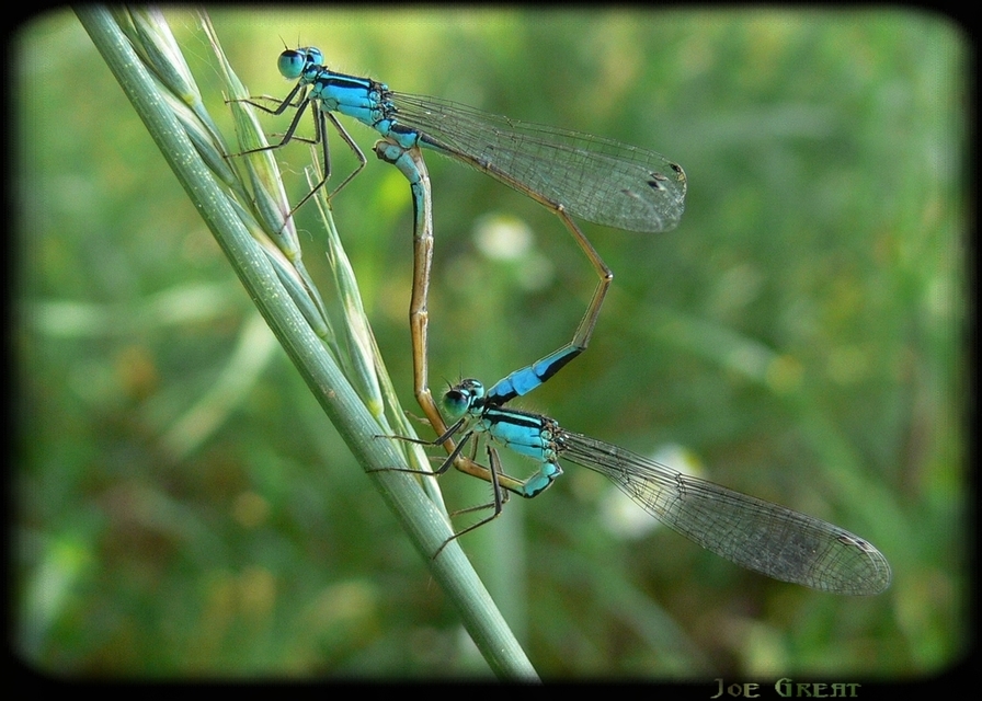 Ischnura elegans pontica - kéköves légivadász