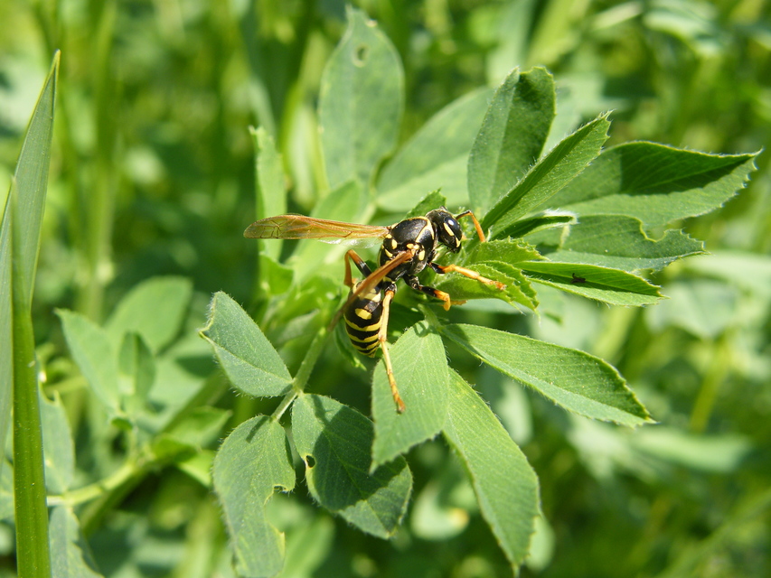 Polistes dominulus - déli papírdarázs