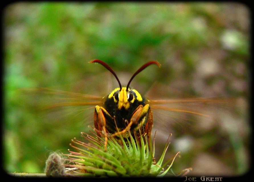 Sesia apiformis - darázslepke