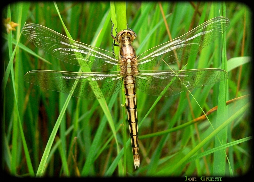 Orthetrum albistylum - fehérfarkú pásztorszitakötő