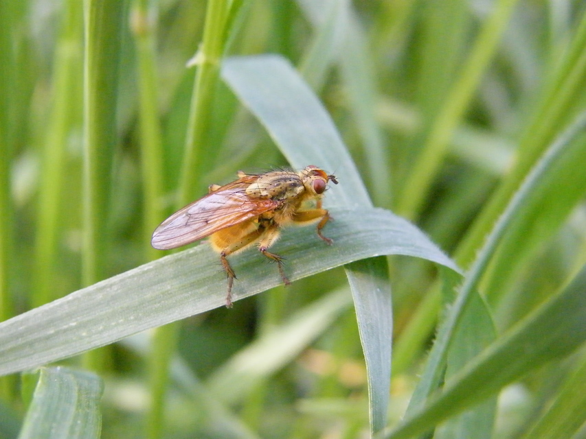 Scathophaga stercoraria - közönséges trágyalégy
