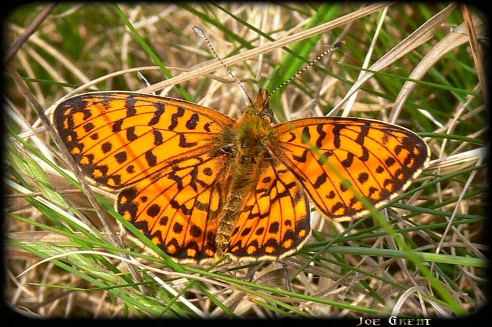 Boloria euphrosyne - árvácska-gyöngyházlepke