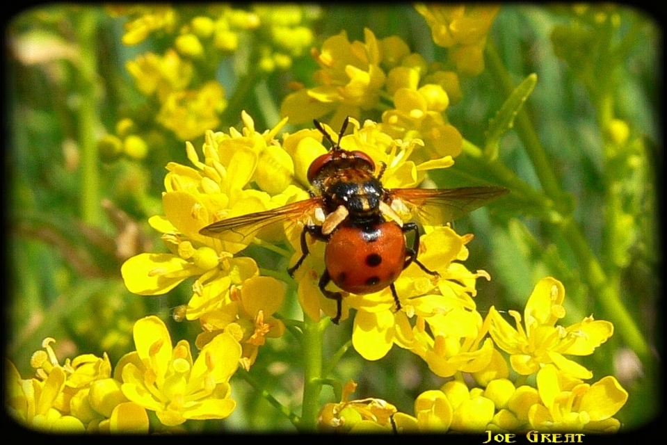 Gymnosoma
