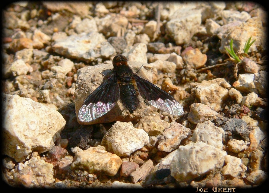 Hemipenthes morio - közönséges gyászlégy
