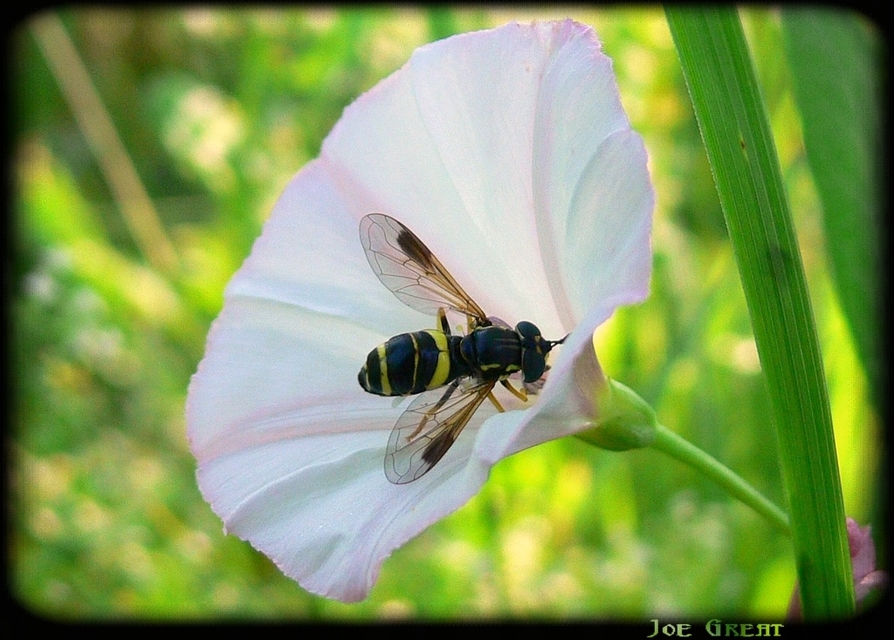 Chrysotoxum bicinctum - kétpántos öveslégy