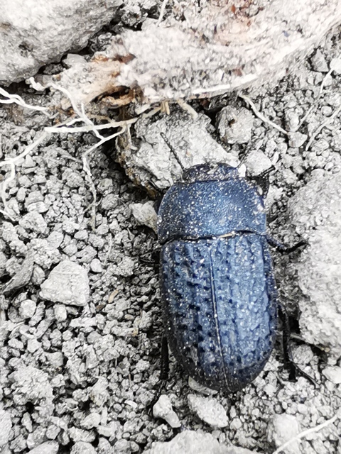 Opatrum sabulosum - sároshátú gyászbogár