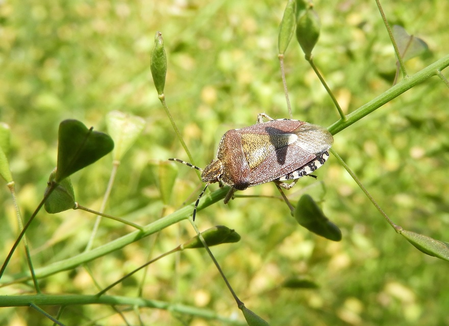 Dolycoris baccarum - közönséges bogyómászó-poloska Dolycoris baccarum - közönséges bogyómászó-poloska