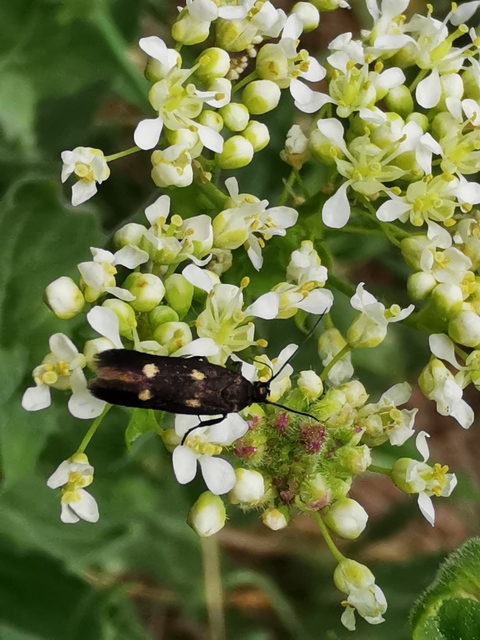 Parascythris muelleri - kétpettyes zöldmoly