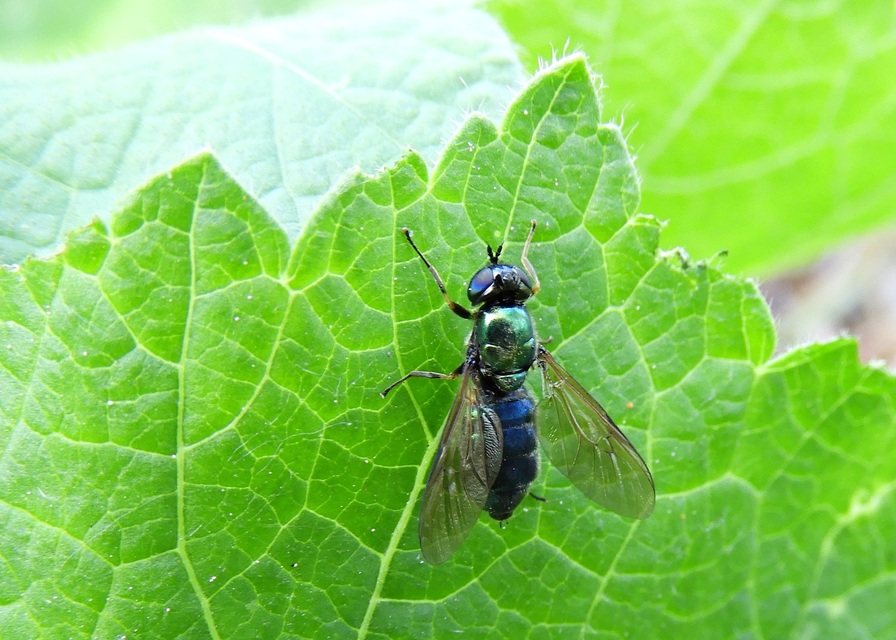 Chloromyia formosa - közönséges fémeslégy