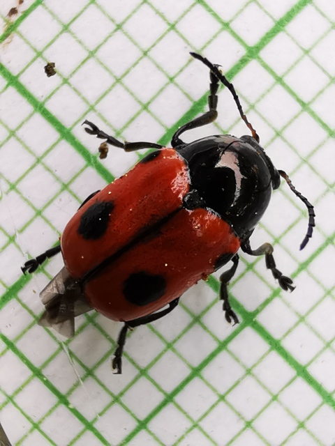 Cryptocephalus bipunctatus - kétpettyes zömökbogár