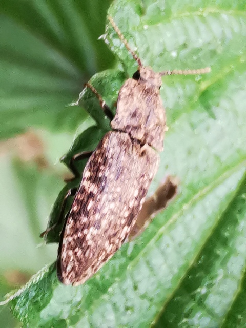 Agrypnus murinus - egérszínű pikkelyespattanó