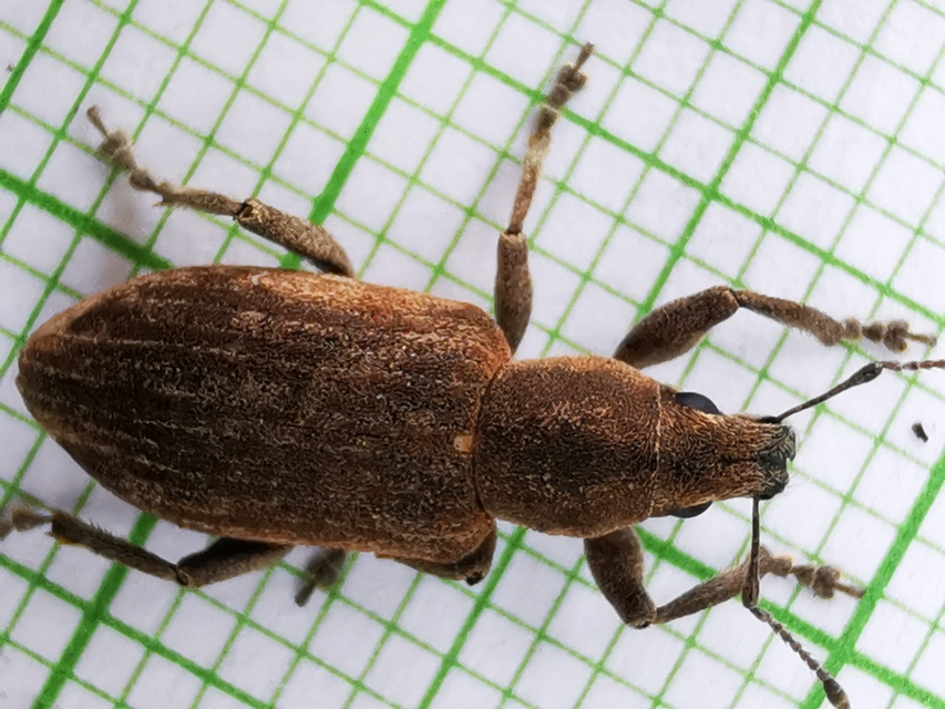 Tanymecus palliatus - közönséges hegyesfarúbarkó