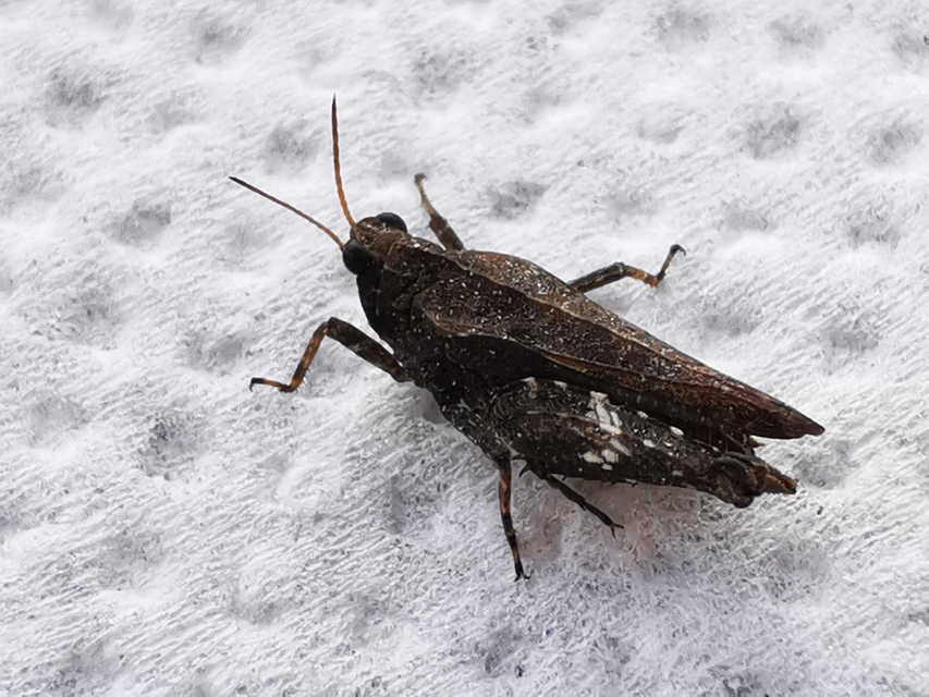Tetrix tenuicornis - vékonycsápú tövishátúsáska
