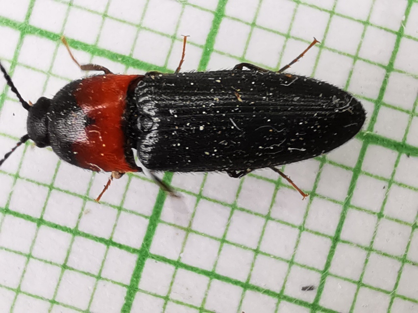 Ampedus sinuatus - felemásnyakú pattanó