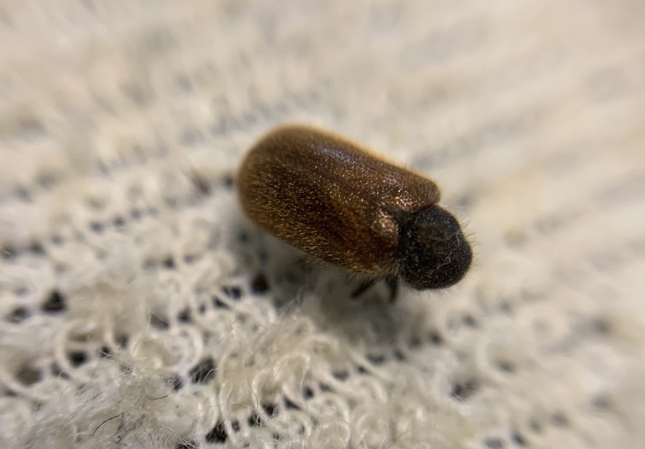 Hedobia pubescens - szőrös álszú