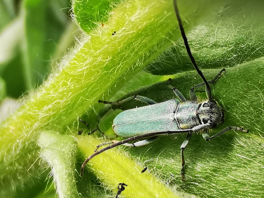 Phytoecia coerulescens - kígyósziszcincér