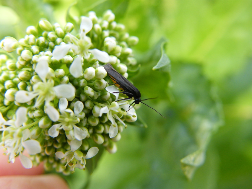 Scythris sinensis - aranyfarú zöldmoly