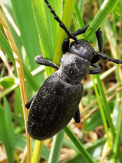 Dorcadion aethiops - fekete gyalogcincér