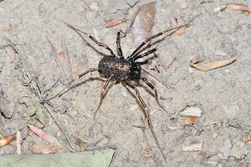 Egaenus convexus