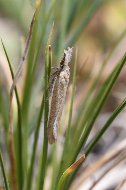 Pleurota