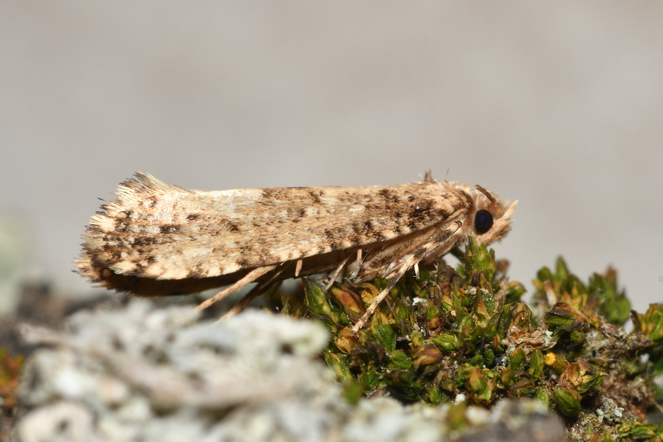 Morophaga choragella - közönséges óriásmoly