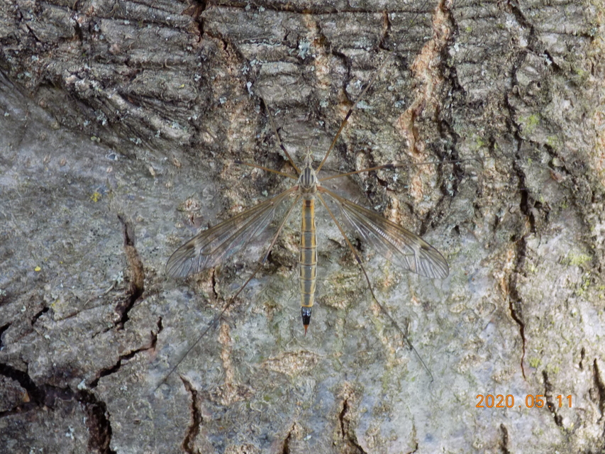 Tipula