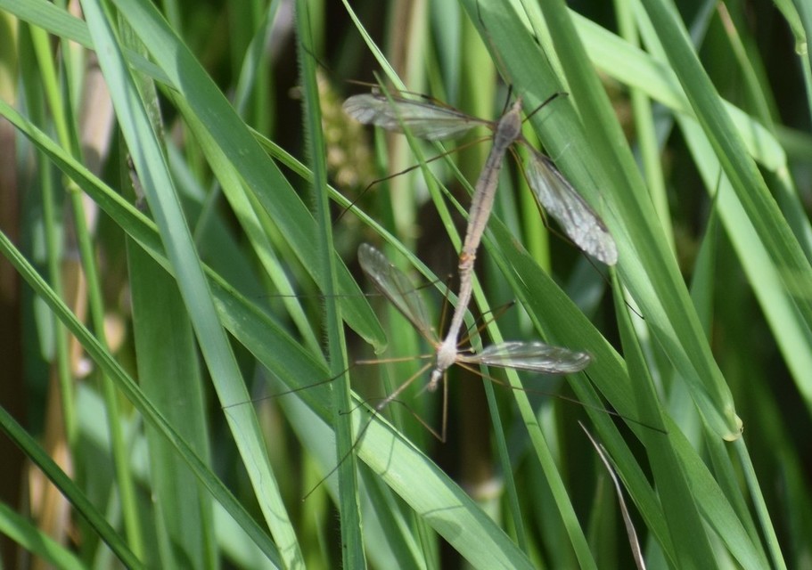 Tipula