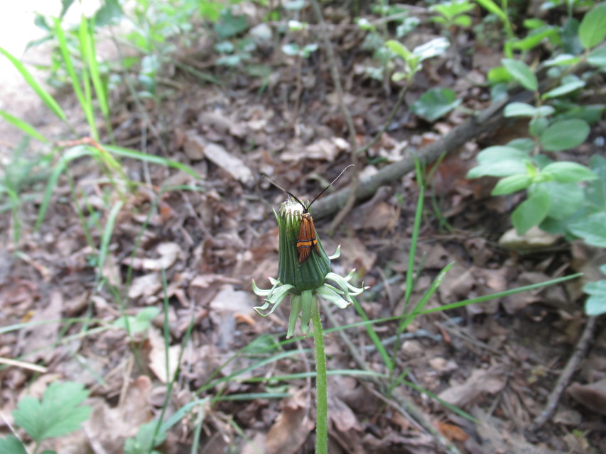 Nemophora degeerella - pompás tőrösmoly