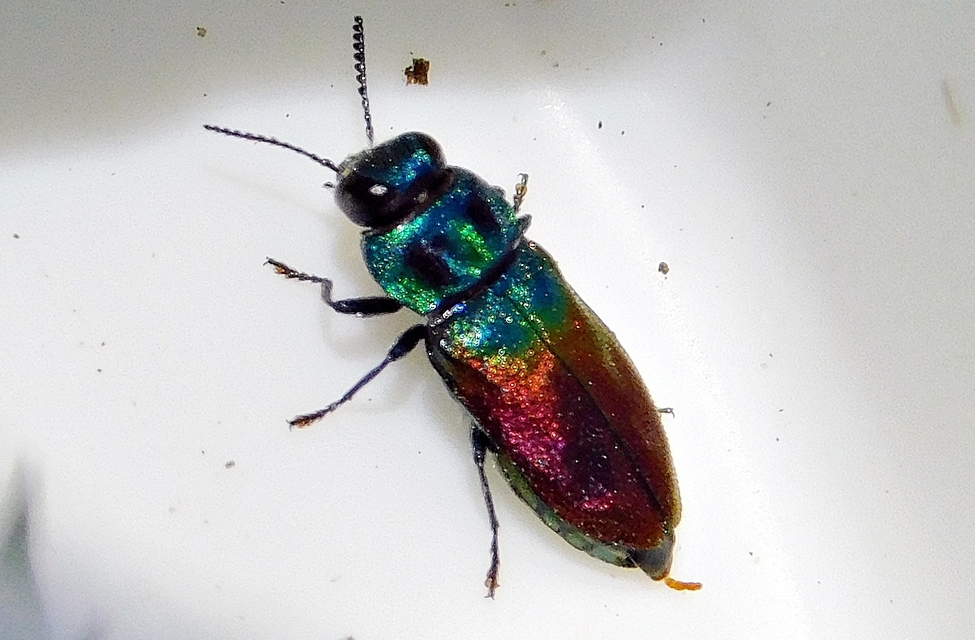 Anthaxia salicis - bíboros virágdíszbogár