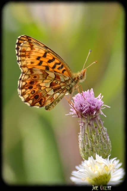 Boloria dia - kis gyöngyházlepke