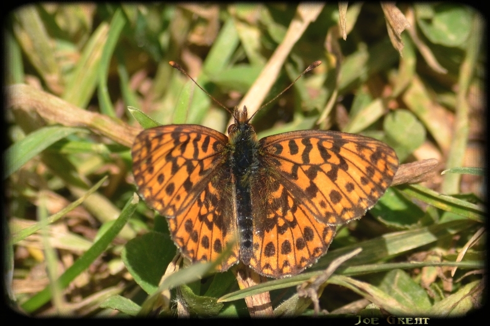 Boloria dia - kis gyöngyházlepke
