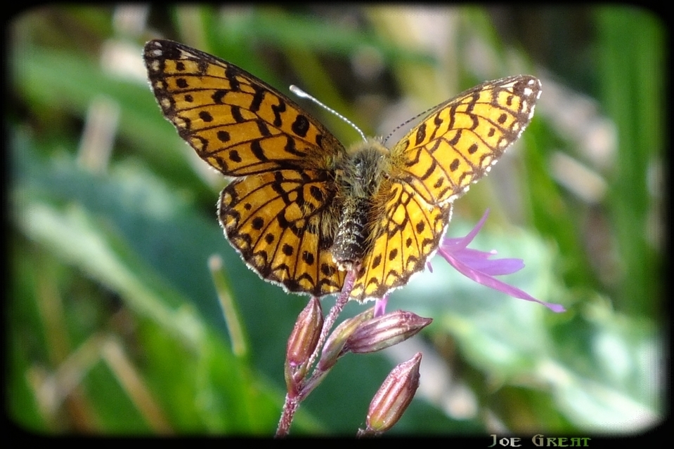 Boloria selene - fakó gyöngyházlepke