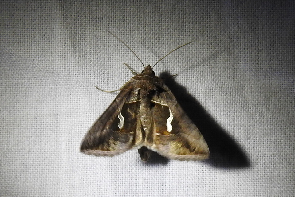 Macdunnoughia confusa - cseppfoltos ezüstbagoly