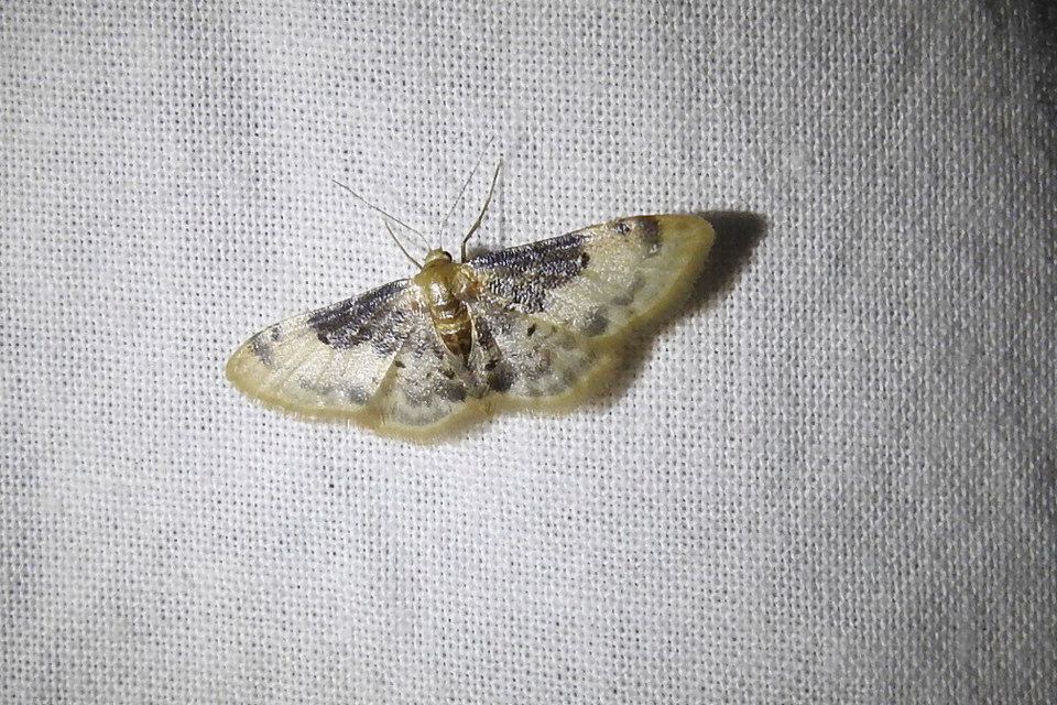 Idaea filicata - sötéttövű apróaraszoló
