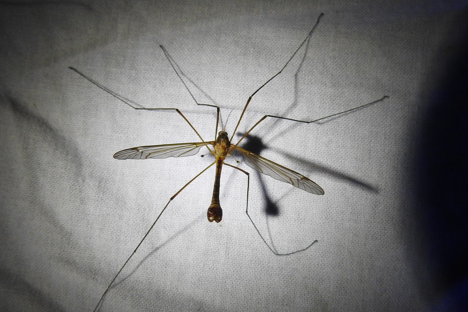 Tipula