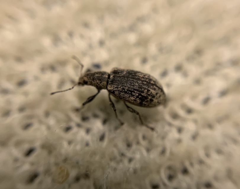 Polydrusus cervinus - aranyporos lombormányos