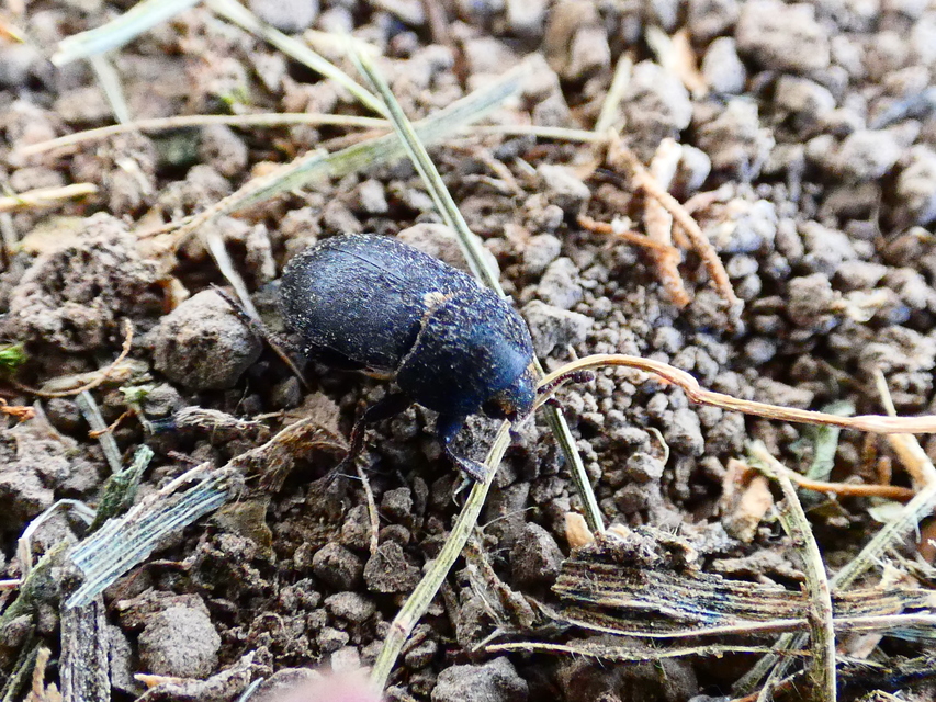 Dermestes laniarius - gyászos porva